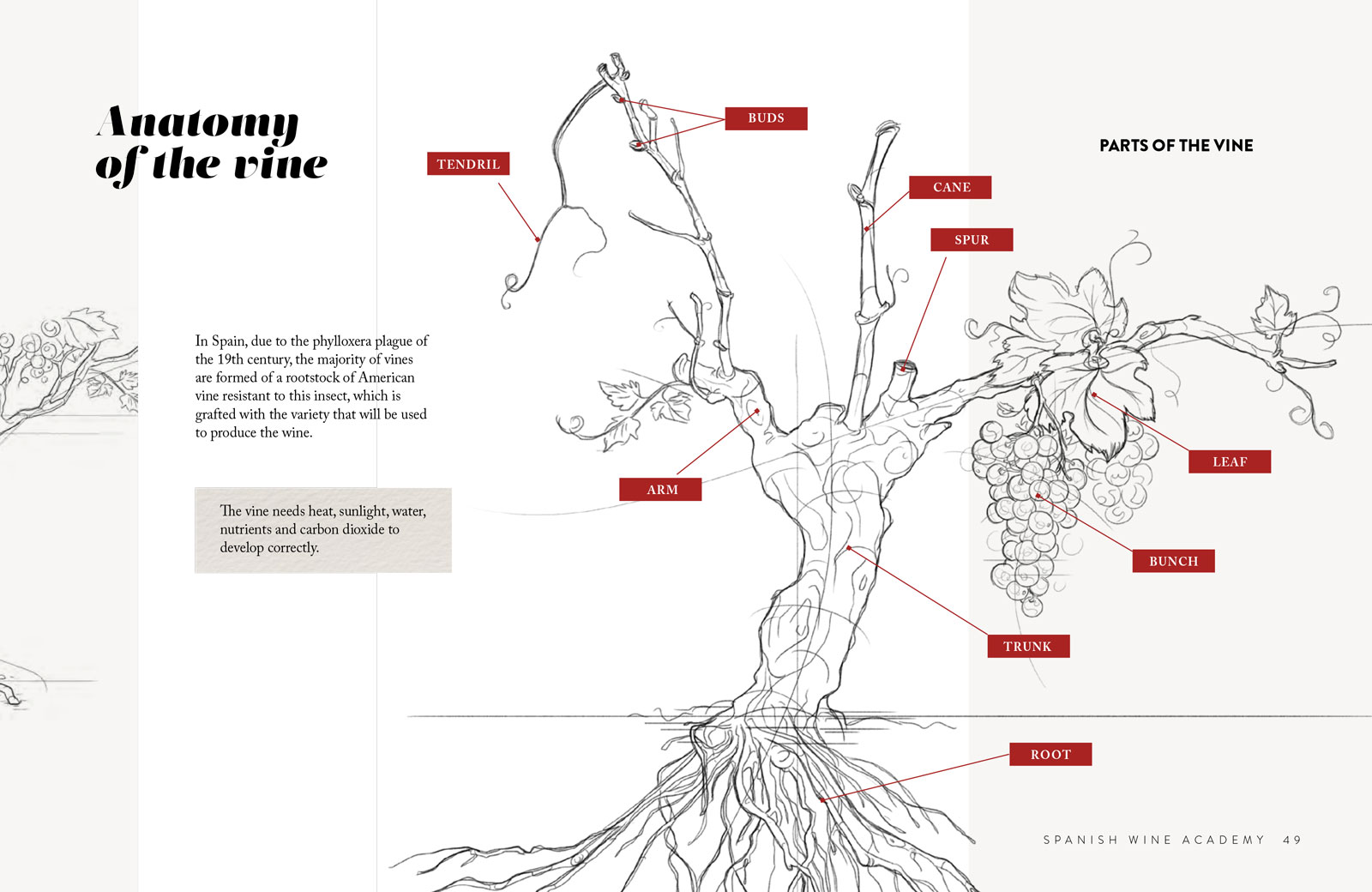 Anatomy of the vine - Spanish Wine Academy de Ramón Bilbao