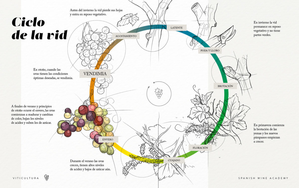 Ciclo de la vid