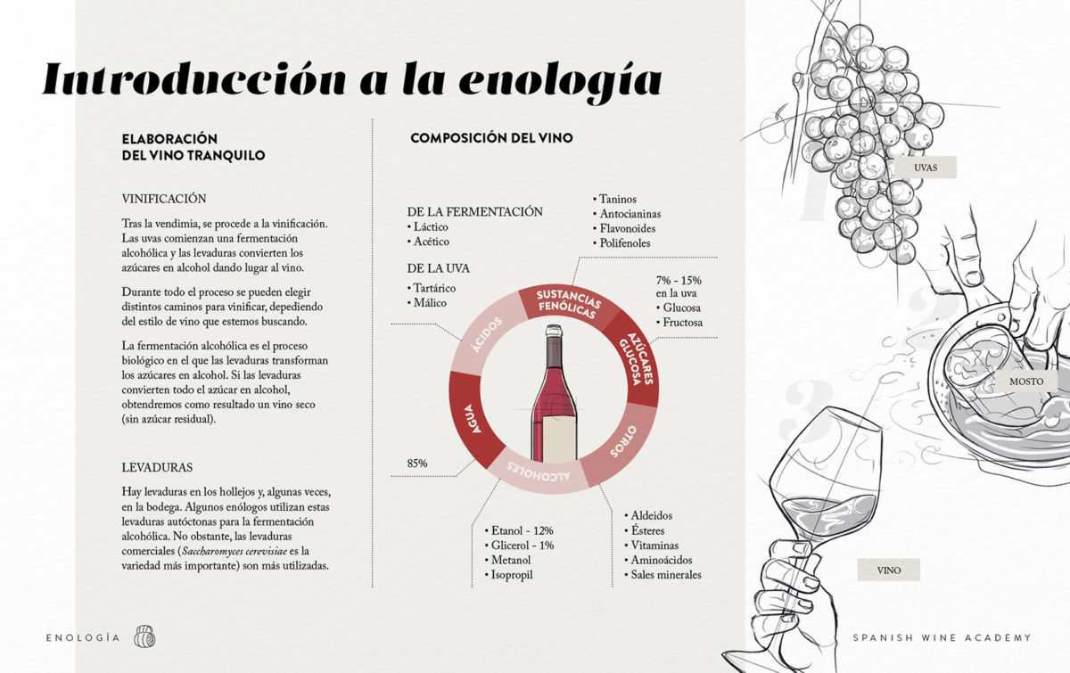 Introducción a la enología