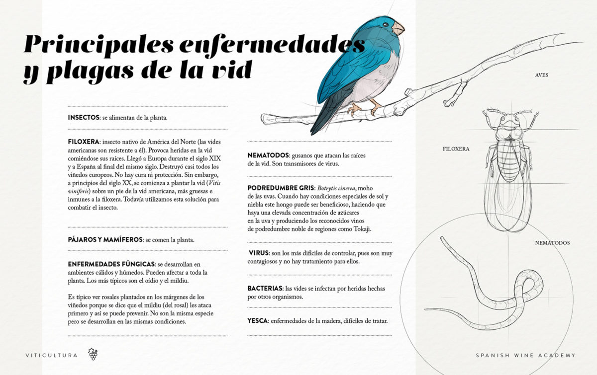 Principales enfermedades y plagas de la vid