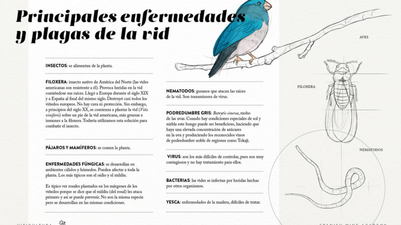 Principales enfermedades y plagas de la vid