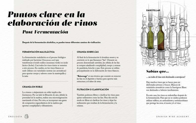 Puntos clave en la elaboración de vinos