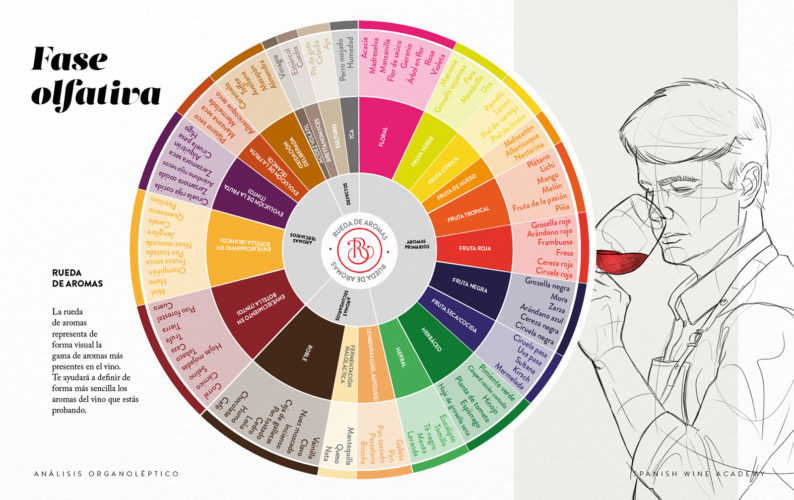Fase olfativa - Rueda de aromas