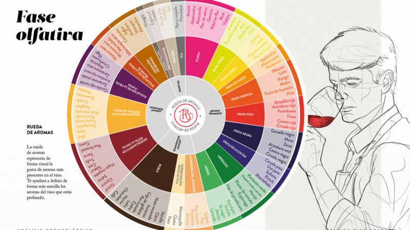 Fase olfativa - Rueda de aromas