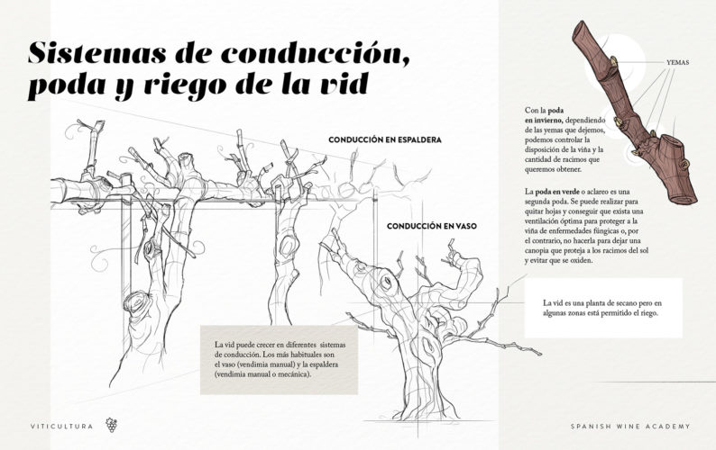 Sistemas de conducción, poda y riego de la vid