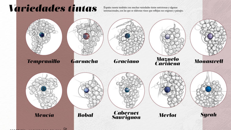 Variedades de uva - tintas