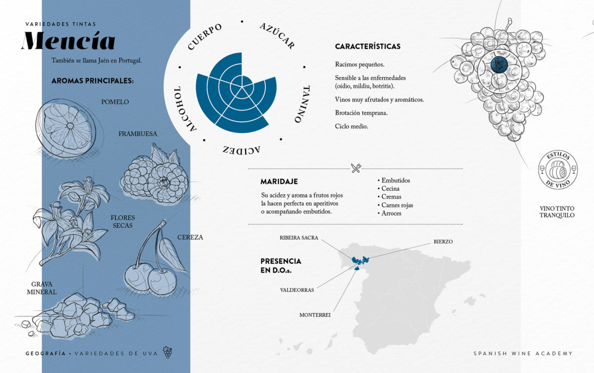 Variedades tintas - Mencía