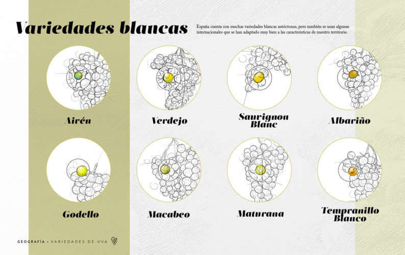 Variedades de uva - blancas