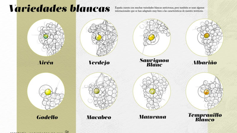 Variedades de uva - blancas