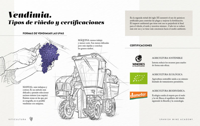 Vendimia. Tipos de viñedo y certificaciones