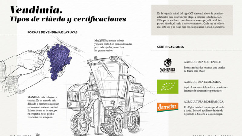 Vendimia. Tipos de viñedo y certificaciones