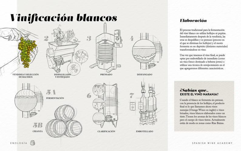 Vinificación blancos