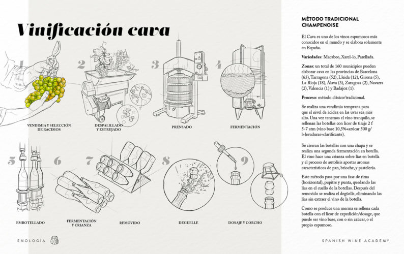 Vinificación cava