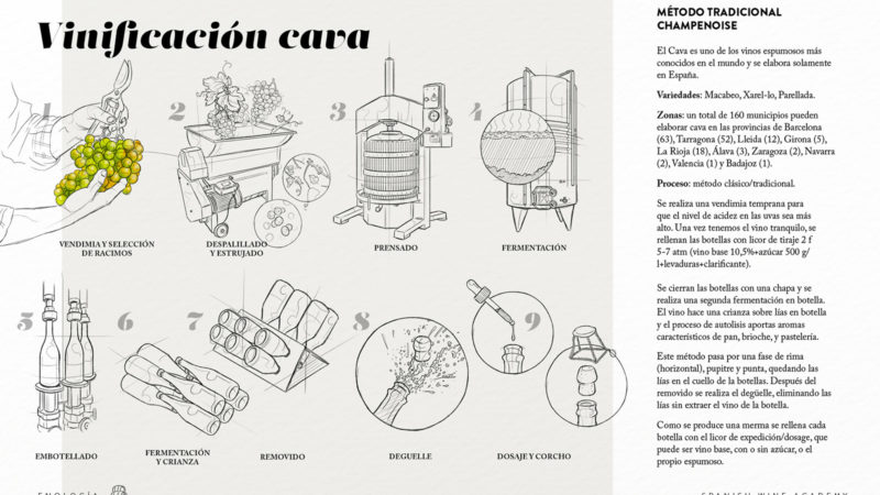 Vinificación cava