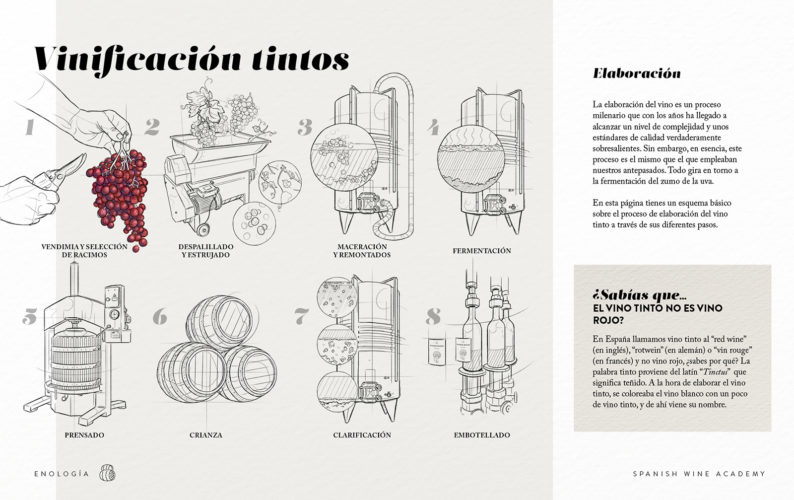 Vinificación tintos