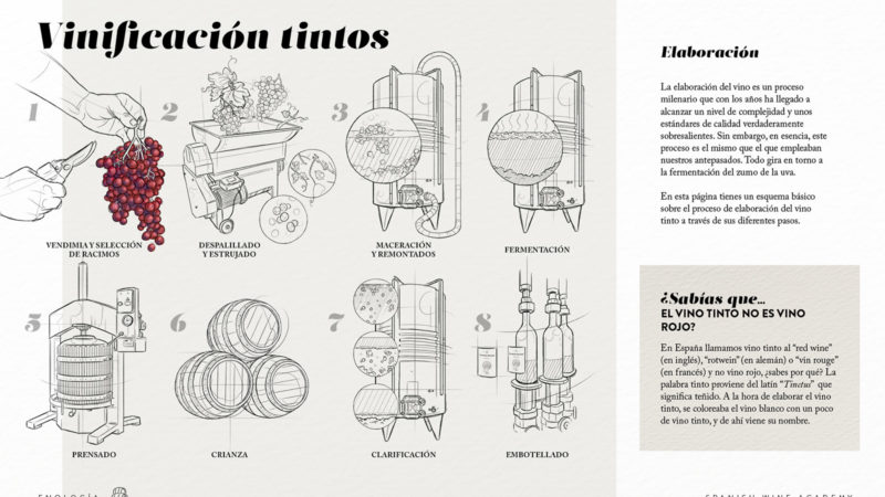 Vinificación tintos